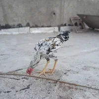 جوجه خروس لاری۷ماهه چهاردونگ|حیوانات مزرعه|بهارستان, |دیوار