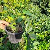 یاس هلندی|گل و گیاه طبیعی|کلاچای, |دیوار