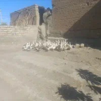 غاز محلی جوان