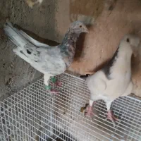 کبوتر جفتگاهی