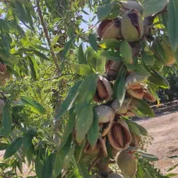 فروش انواع نهال اصلاح شده پیوندی|خدمات باغبانی و درختکاری|خسروشاه, |دیوار