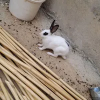 بچه خرگوش