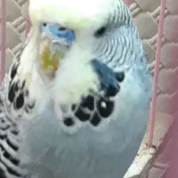 مرغ عشق انگلیسی