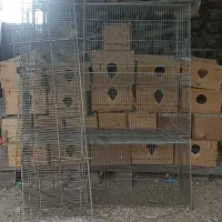 قفس پران ولانه عروس هلندی