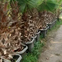 فروش درختچه پالم،یاس هلندی،سیکاس و..