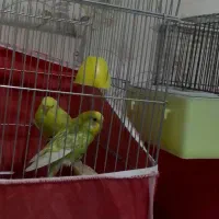 مرغ عشق ریمبو یا اسپانگل