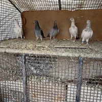 پنج تا کبوتر عالی