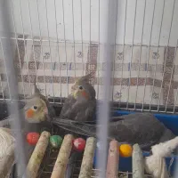 عروس هلندی
