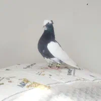 کبوترلیلک سیاه برققل|پرنده|شیراز, شیخ علی چوپان|دیوار