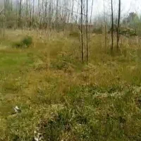 زمین باغی ۳۰۷ متری