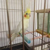 عروس هلندی نر