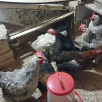 مرغ تخم گذار