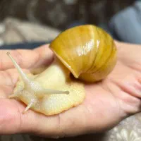 حلزون البینو و خاک کوکوپیت