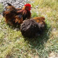 مرغ و خروس کوشین