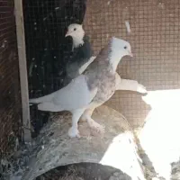 کفتر|پرنده|فردوس (خراسان), |دیوار