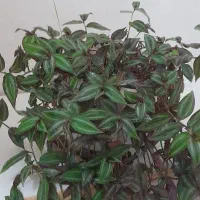 گلهای طبیعی