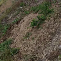 زمین کشاورزی