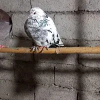 کبوتر پرشی|پرنده|املش, |دیوار
