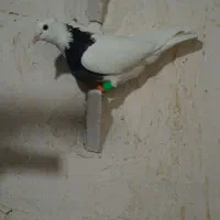 جفت ماده به شرط تخم وجوجه وپرش