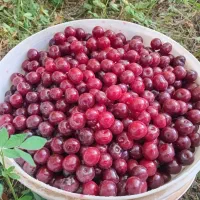 آلبالو تازه