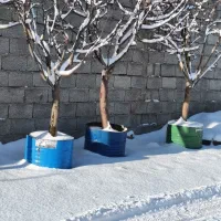 نهال های  بندار سیب انار انجیر خرمالو ازگیل