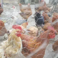 تعدادی مرغ رسمی تخم گذار|حیوانات مزرعه|کهریزک, |دیوار