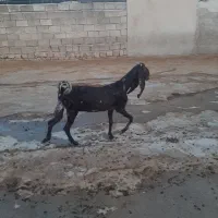 بز پاکستانی کامویی اصل اصل