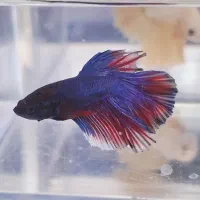 فایتر هافمون