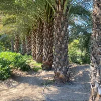 فروش نخل برای فضای سبز واحداث نخلستان