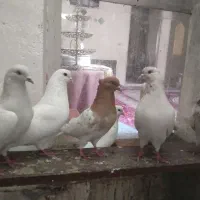 کبوتر|پرنده|تبریز, |دیوار