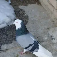 شازده سبز