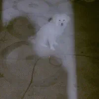 سگ فروشی|سگ|بم, |دیوار