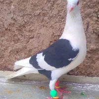 دوتاکبوترخط سفید