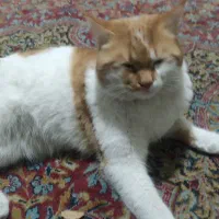 واگذاری حیوان خانگی