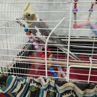 یک عدد عروس هلندی ماده سالم باقفس|پرنده|ایوانکی, |دیوار