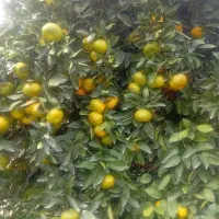 نارنگی و تامسون