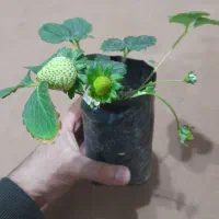 نشا گلدانی توتفرنگی|گل و گیاه طبیعی|شیراز, دانشکده کشاورزی دانشگاه شیراز|دیوار