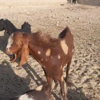 بزغاله نرچهل گل درجه یک سوسه قلو