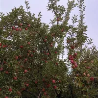 سیب قرمز استخوانی آب دار
