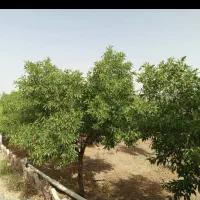 زمین-و-باغ-یاقوت-آیاد