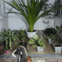 گل خونگی|گل و گیاه طبیعی|اسدآباد, |دیوار