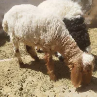 فروش یک عدد بره شال و یک عدد کهره پاکستانی