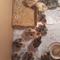 فروش جوجه بوقلمون محلی