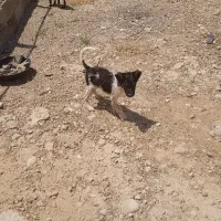 روستا بیدکوه