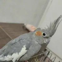 عروس هلندی ماده