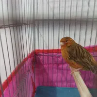 قناری سرخ سوخته رسمی بخون شلاقی