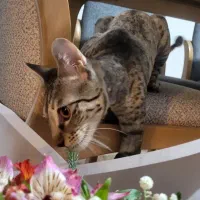 واگذاری گربه ماده خونگی|گربه|تهران, دهونک|دیوار