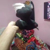 سیاه پلنگ  خوشگل|پرنده|کرمان, |دیوار