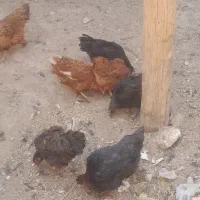 مرغ رسمی
