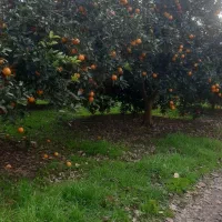 خریداری مرکبات|خدمات باغبانی و درختکاری|کلاچای, |دیوار